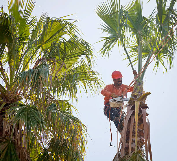 Best Residential Tree Removal  in Port Allegany, PA